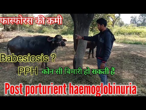 Treatmet Of Post Porturient Haemoglobinuria || Red water || फास्फोरस की कमी का कारण व इलाज || vet