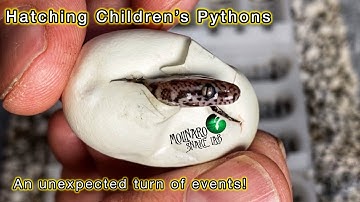Hatching Children’s Pythons! (2024)