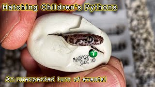 Famous Hatching Children’s Pythons! (2024) Profile