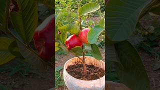 Growing Guava Tree and apple tree | bindusaraagro #shorts