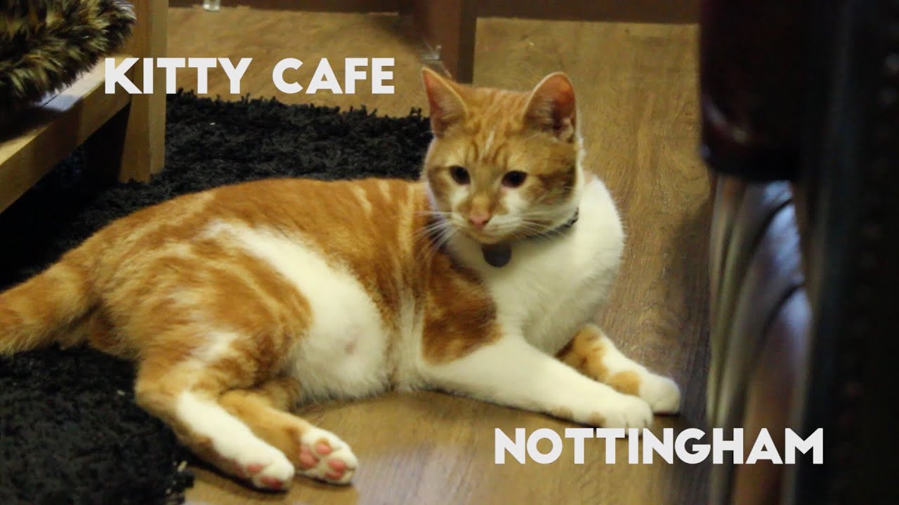  Kitty Cafe Nottingham  YouTube