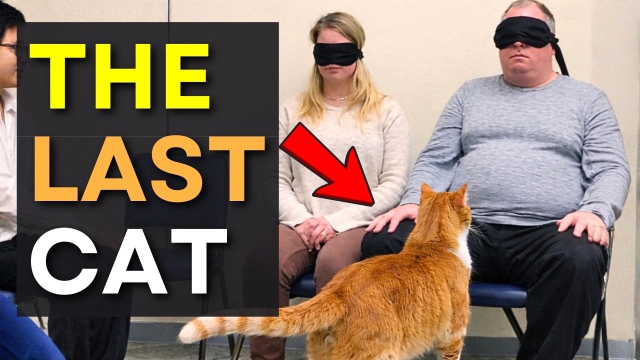 When Cats Choose Their Humans — Adoption Stories #cats #catadoption #heartwarming