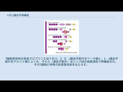 V(D)J遺伝子再構成 YouTube