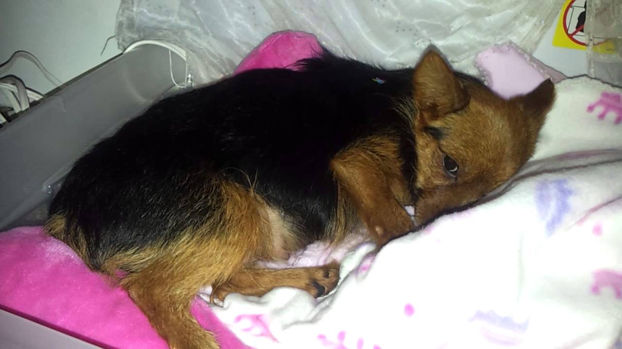 My yorkie in pre labor!!!! YouTube