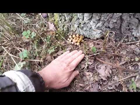 Начинается грибной сезон!