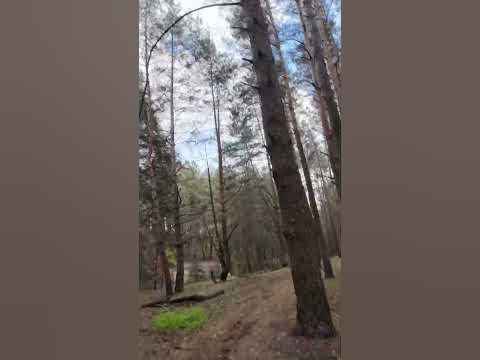 Трейл в лісі #природа #україна #nature #велопокатеньки #велосипед #ліс ...