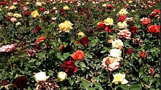 (background video) rose