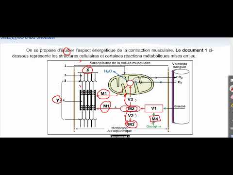 Exercice 2 contraction musculaire