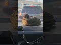 Baby Red Robin flew in my car! #viral #shorts #animals #wildlife #birds #youtubeshorts #youtube #fyp
