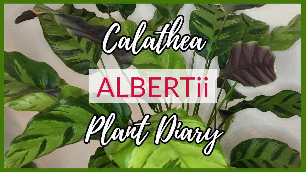 CALATHEA ALBERTII PLANT DIARY + CARE TIPS | Myra Murison