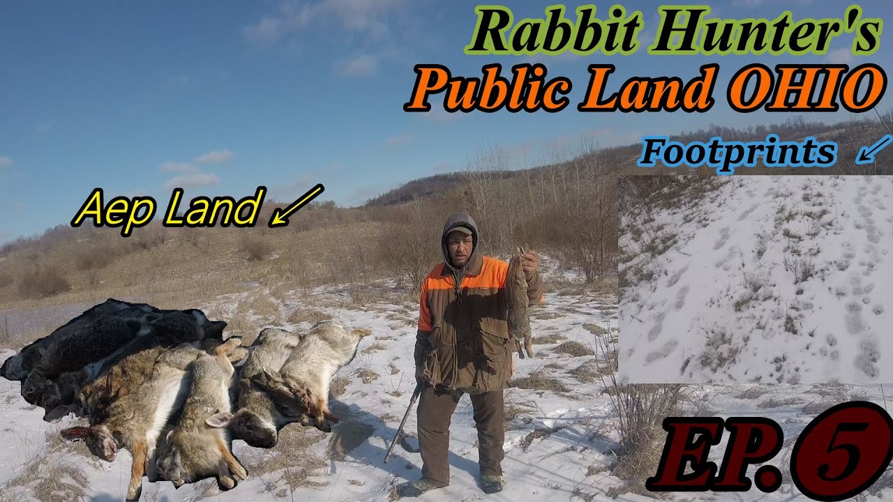 Rabbit Hunting Highly Pressured Areas On Public Land in Ohio Ep .5
