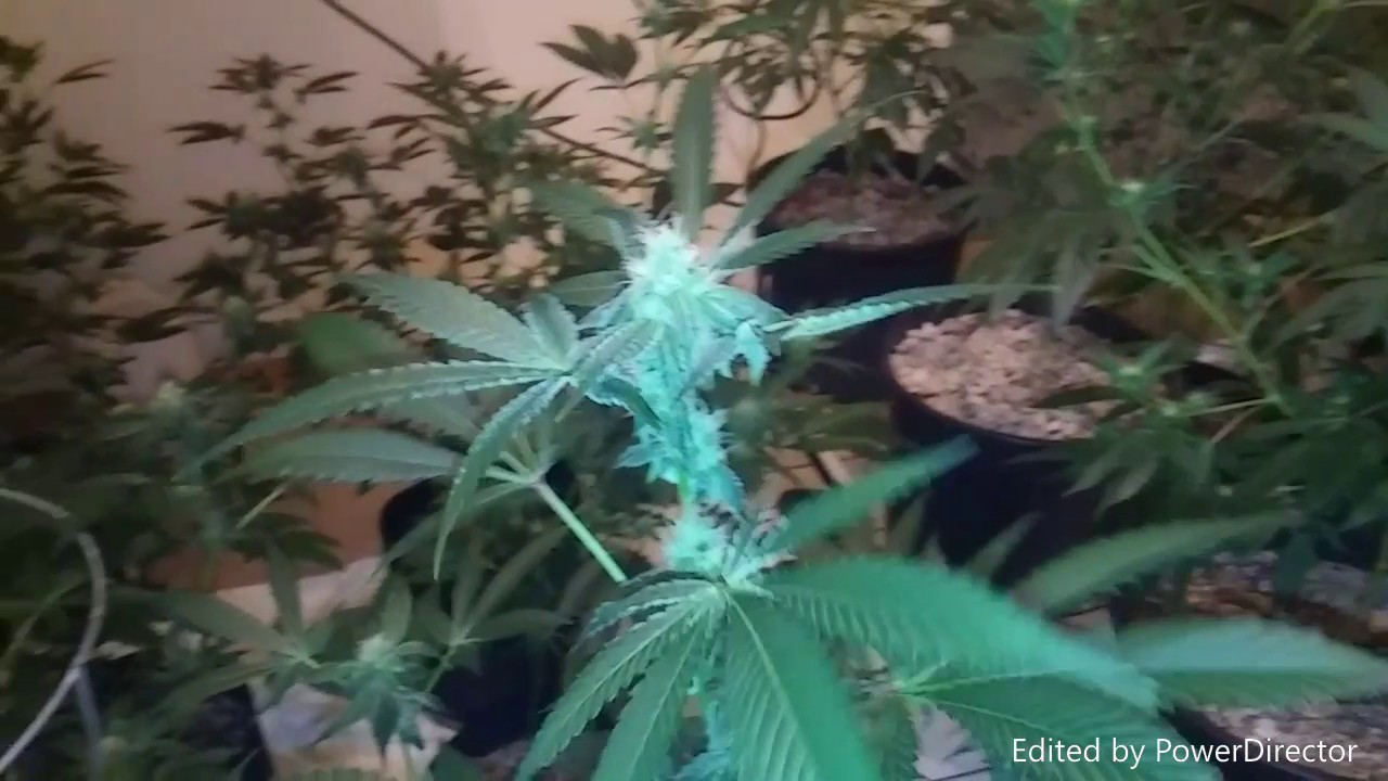 SNOOP DOGG NUTRIENTS KUSH GROW