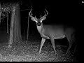 One Year Scrape Trail Cam 2024 through 2025, Public Land Arkansa