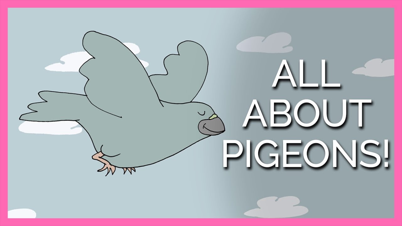 Did You Know? All About Pigeons! YouTube