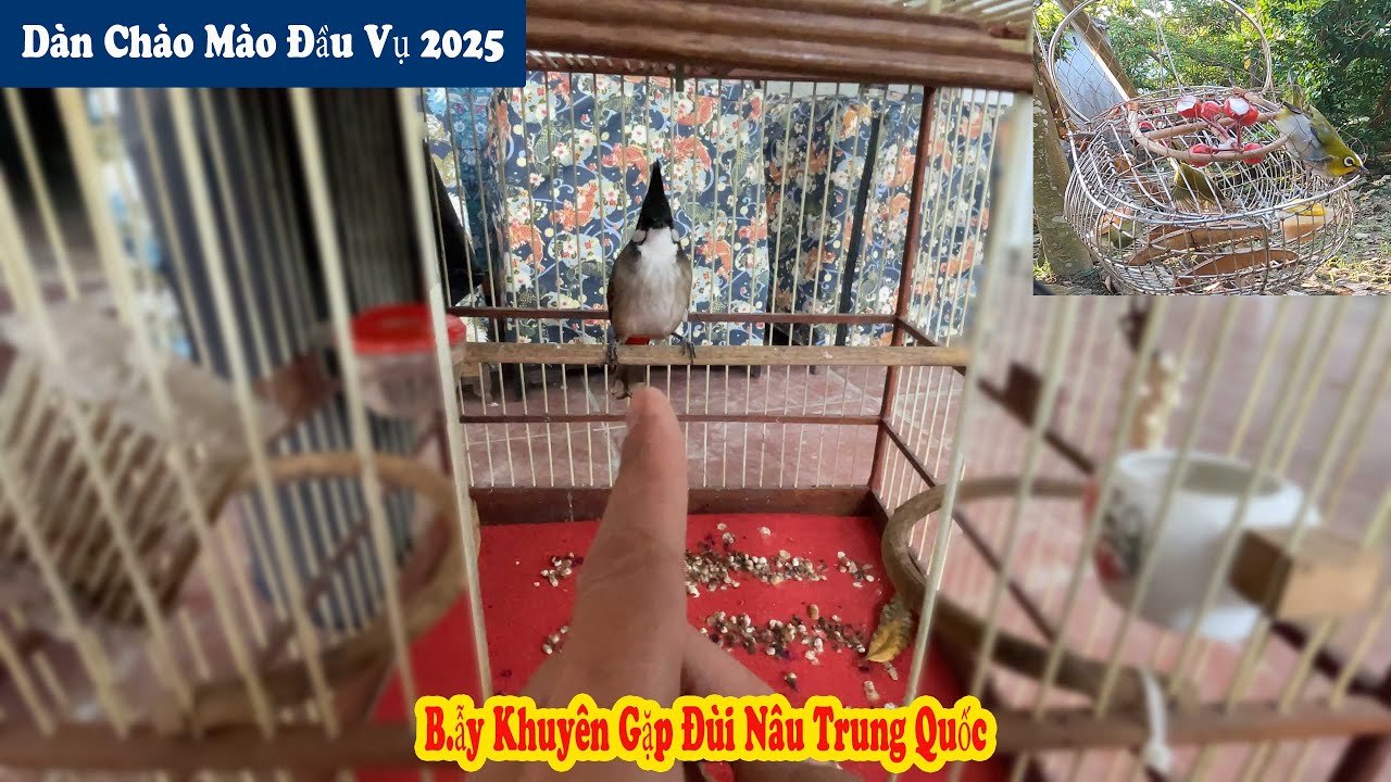 Không Ngờ Lại Nhiều Lồng Chào Mào Như Thế Và Đi B.ẫy Khuyên Gặp Đùi Nâu Tung Quốc // Chiến Ơi