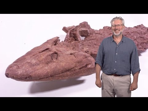 Neil Shubin (U. Chicago): Finding Tiktaalik, the Fossil Link Between Fish and Land Animals