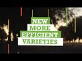 The olive orchard in hedgerows as a transformative lever for the worldwide olive sector