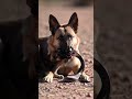 Mother Dog Holds Cobra in Her Mouth — Puppies Saved!