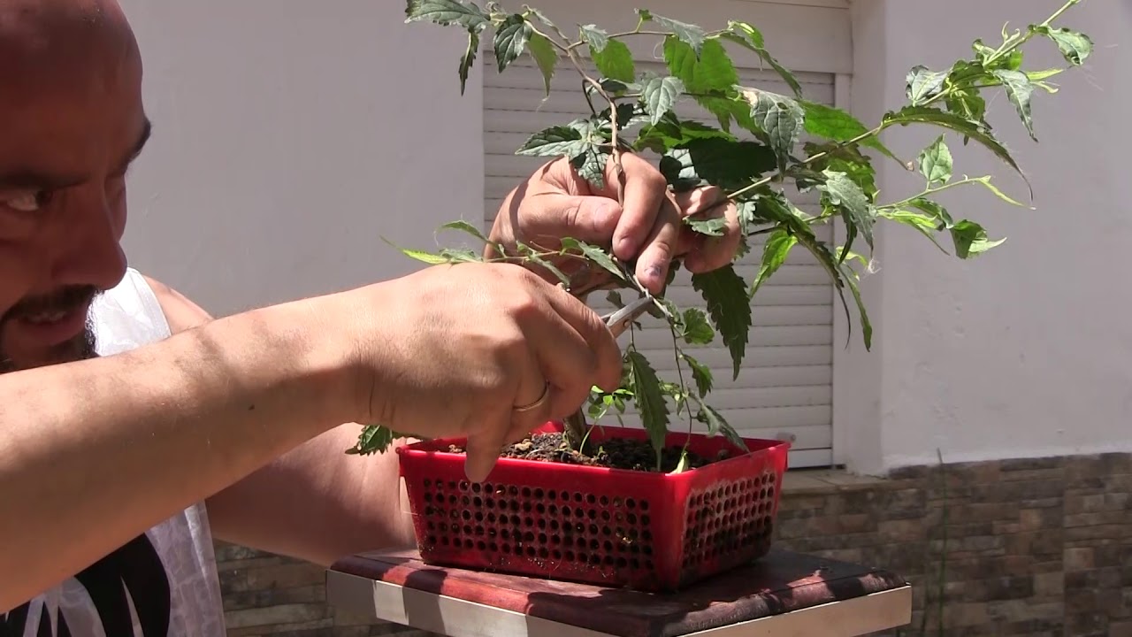 Bonsai Zero arce negundo & celtis australis
