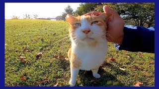 芝生に座っていた野良猫をナデナデしたら大音量のゴロゴロ音で喜んだ