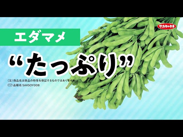 サカタのタネ　【エダマメ】　「たっぷり」　品種紹介