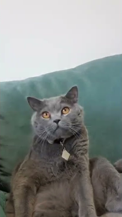 Story kucing Lucu meme - story kucing Lucu WA #cat #shorts p-(10)