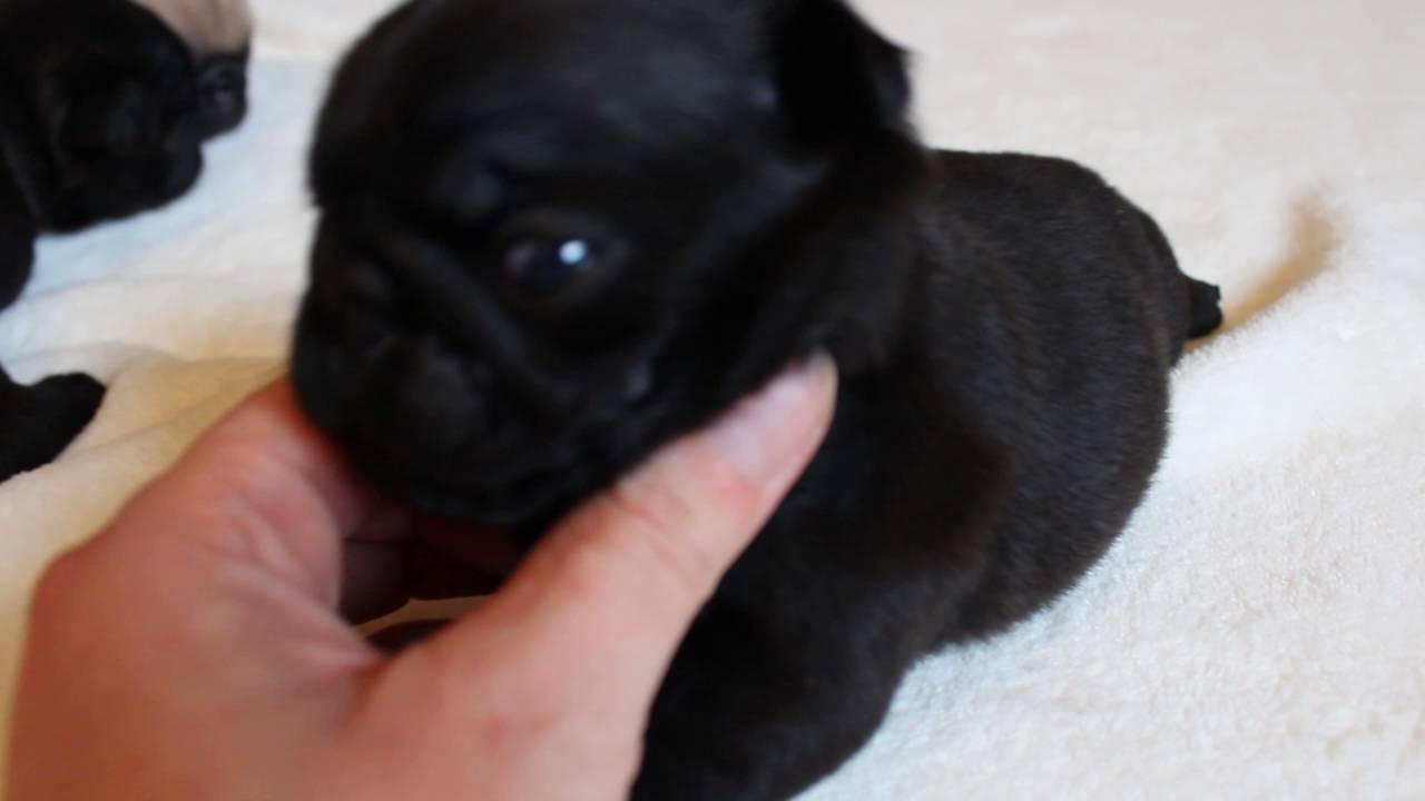 Bebe Carlin Lof A 3 Semaines Youtube