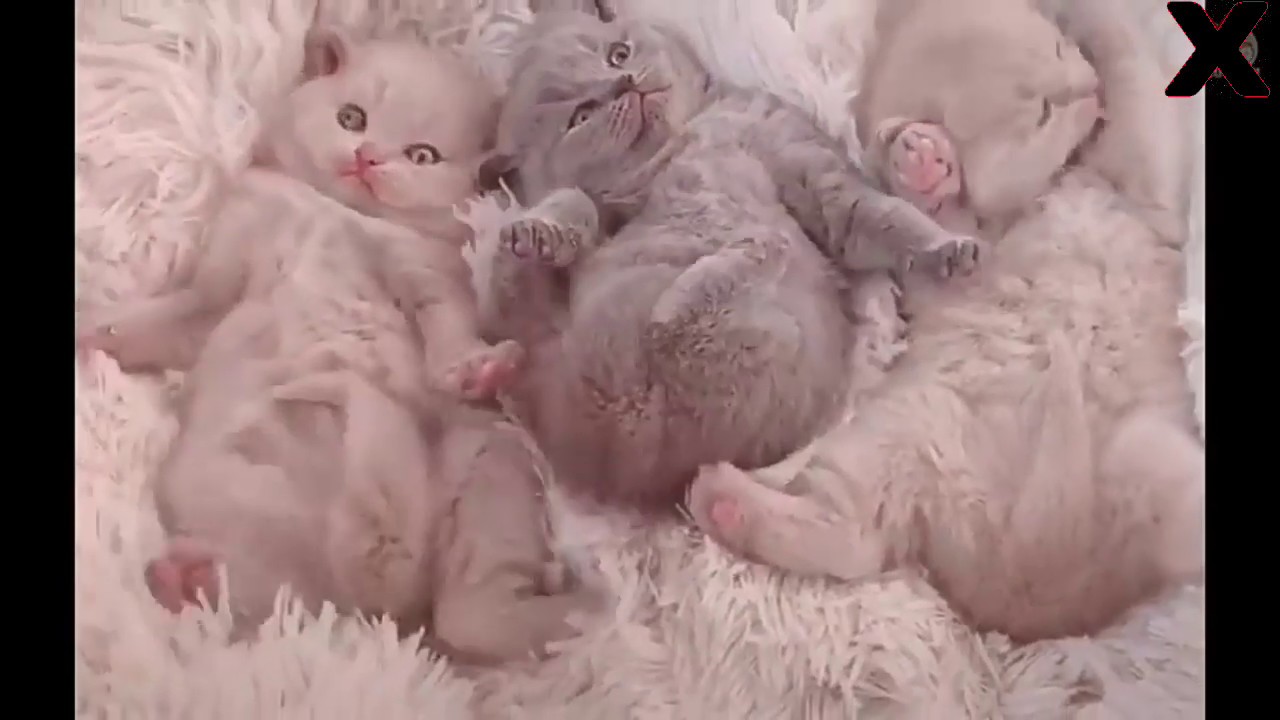 ADORABLE 😍 ️ CUTE ANIMALS 😍😘 - YouTube