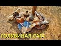 ГОЛУБИНАЯ САГА (ЖИВОТНЫЕ ДРУЗЕЙ КАНАЛА)