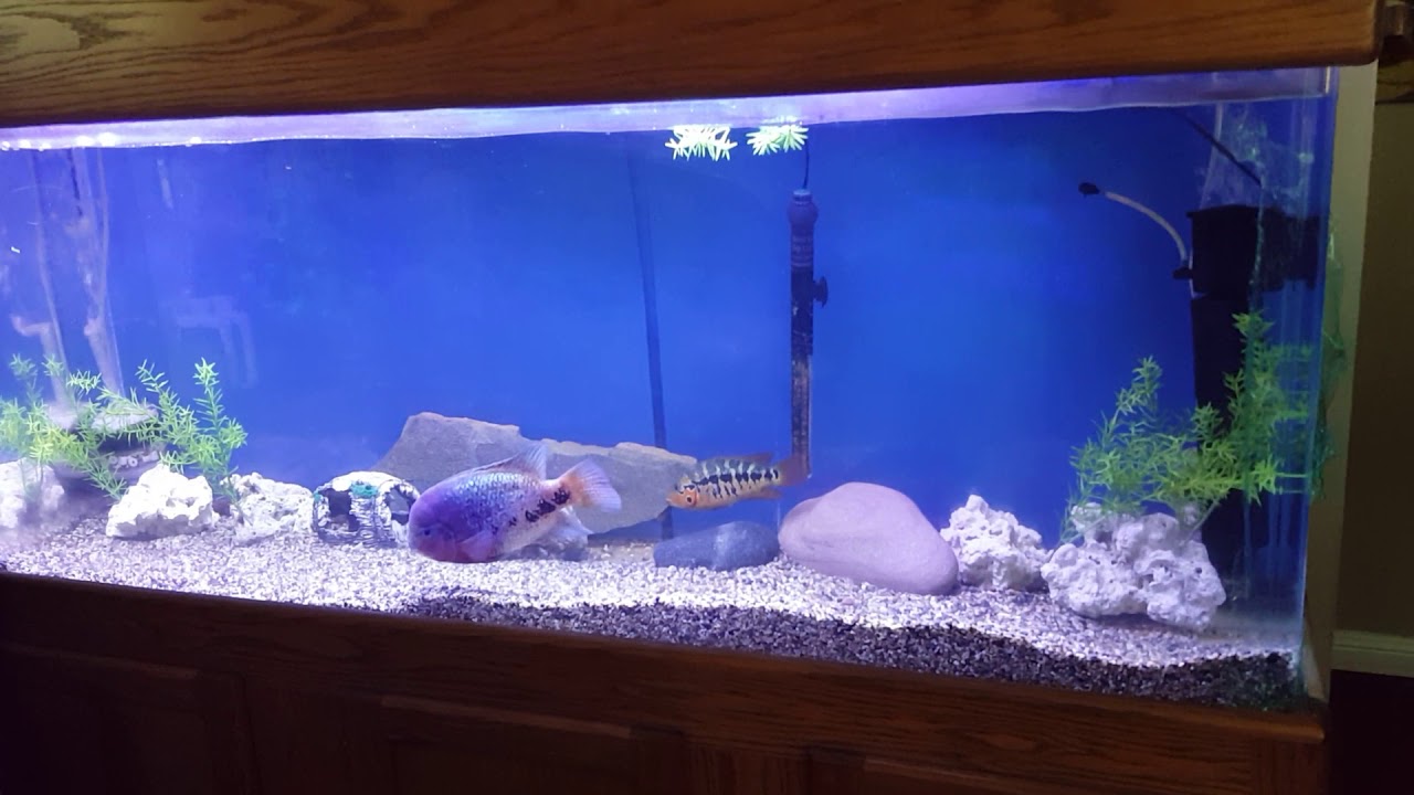 130 Gallon Fish Tank Youtube