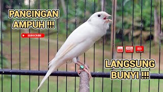 Kenari GACOR‼️ Masteran Burung Kenari PAUD dan Pancingan Kenari MACET BUNYI ( EPISODE 1148)