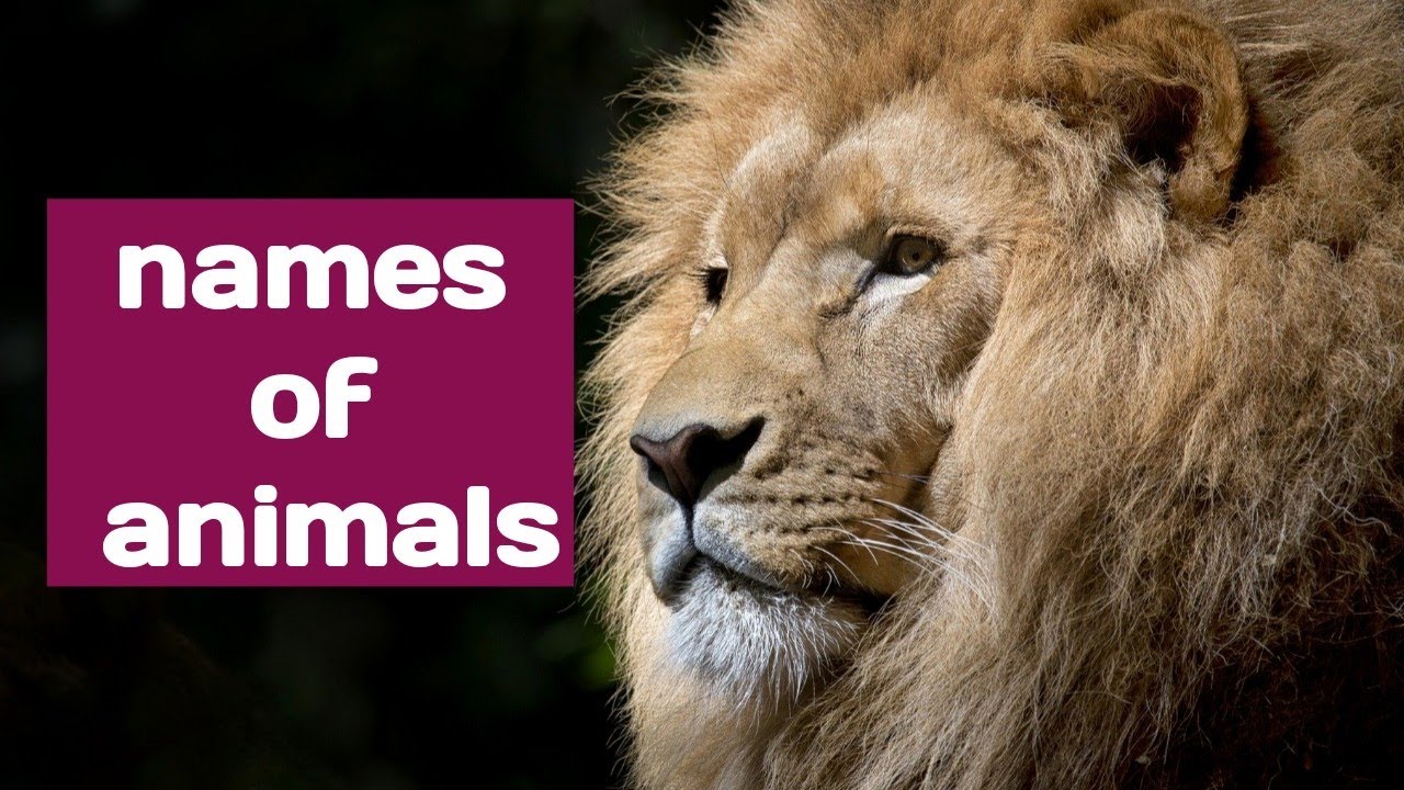 Name of animals/ animals name in English #animalsname #nameofanimals #