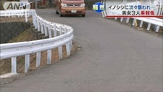 イノシシに襲われ3人重軽傷　山梨・北杜市(14/01/05)