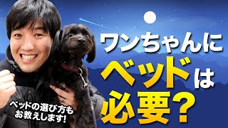 ワンちゃんが寝る時はベッドって必要？愛犬のベッド選びについてもお話します！