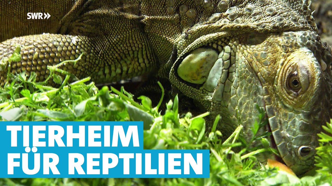 Exoten-Tierheim: Reptilien retten und pflegen