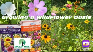 How I grew a Wild Flower Garden Oasis with Dollar Tree American Seed Seeds! Review, Time Lapse