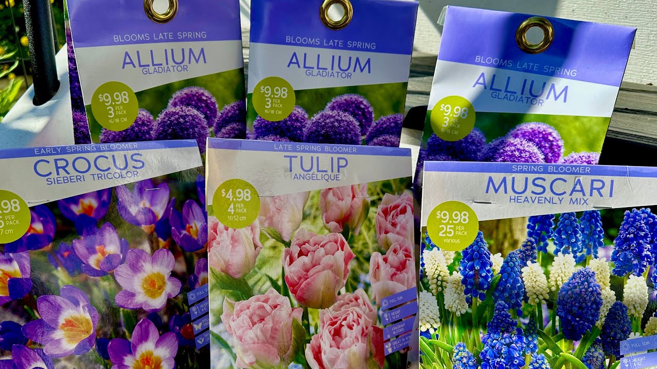 Осенняя посадка для получения ярких весенних цветов: луковицы аллиума, тюльпанов, мускари и крокусов