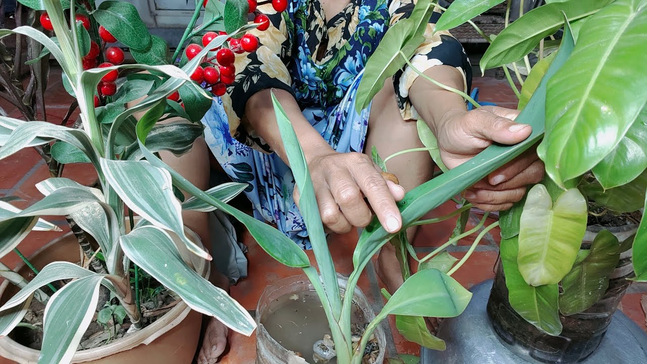 Asli Bunga Daun Besar Dia Cinta