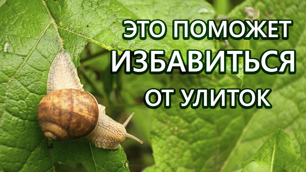 Как выводить улиток. Борьба с улитками. Мелкие улитки в огороде. Избавиться от улиток в огороде. Средство для борьбы с улитками на огороде.