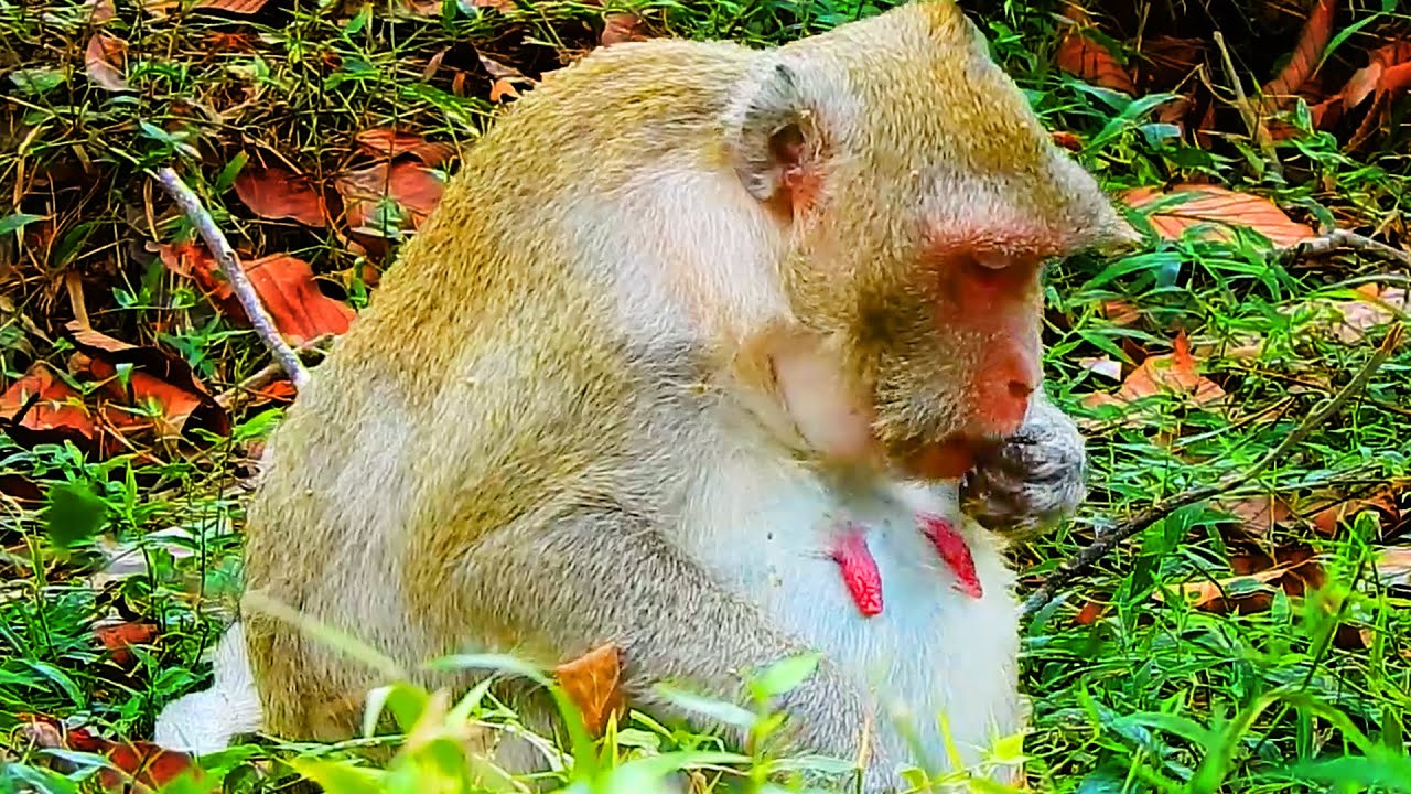 Congrats! Jane Monkey So Hurt Her Pregnant & Giving A Newborn Baby