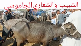 اسعار الشبيب والشعاري الجاموسي بسوق السبت اليوم ٤/ ٧/ ٢٠٢٦م