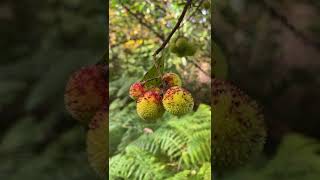 Stockvideo - Close Up On Chestnuts On Tree Non Copyright Free Download Shorts
