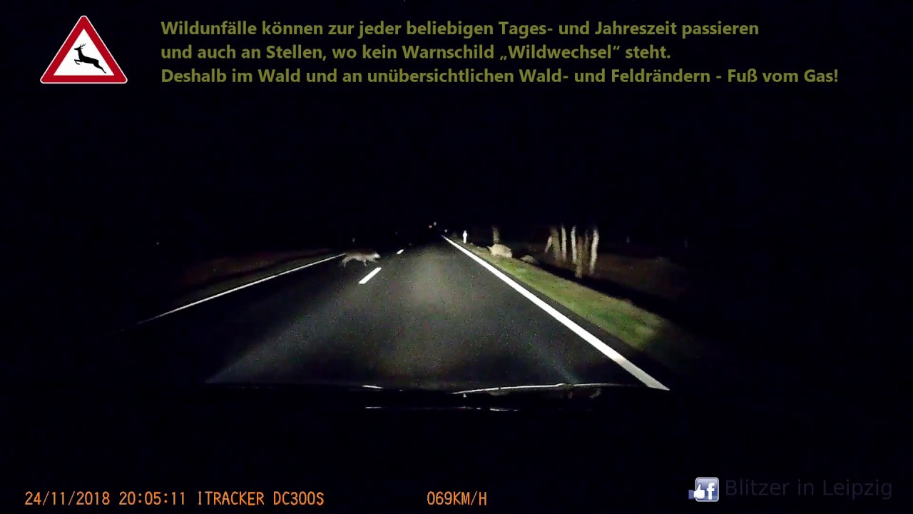 "Wildwechsel" - So verhalten Sie sich angemessen...