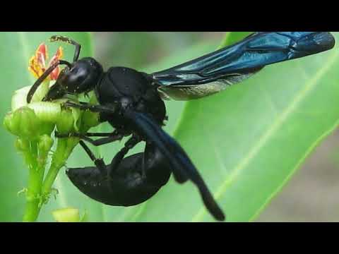 What Are The Black Insects That Look Like Wasps