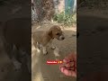 cute street dog puppies 😍 147#shorts #youtubeshorts #dog #animals #streetdog #puppy