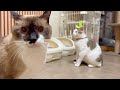 目の前にあったシッポで遊んでたら殴られる猫😂
