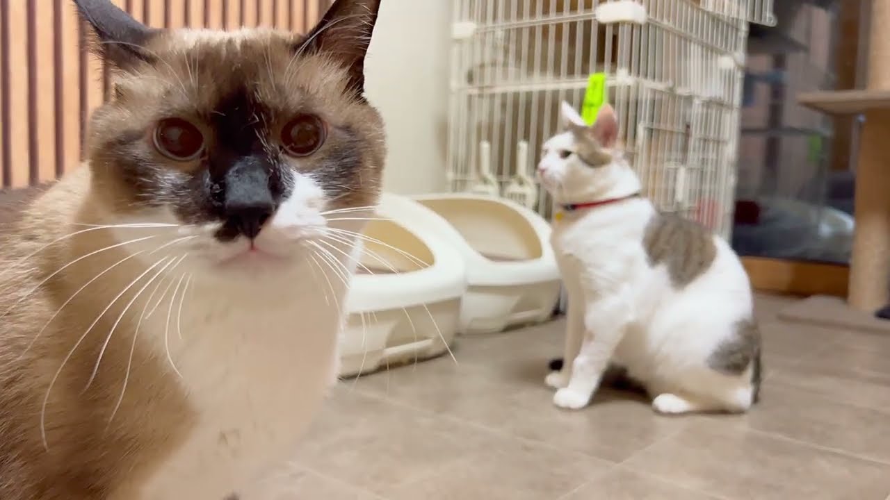 目の前にあったシッポで遊んでたら殴られる猫😂