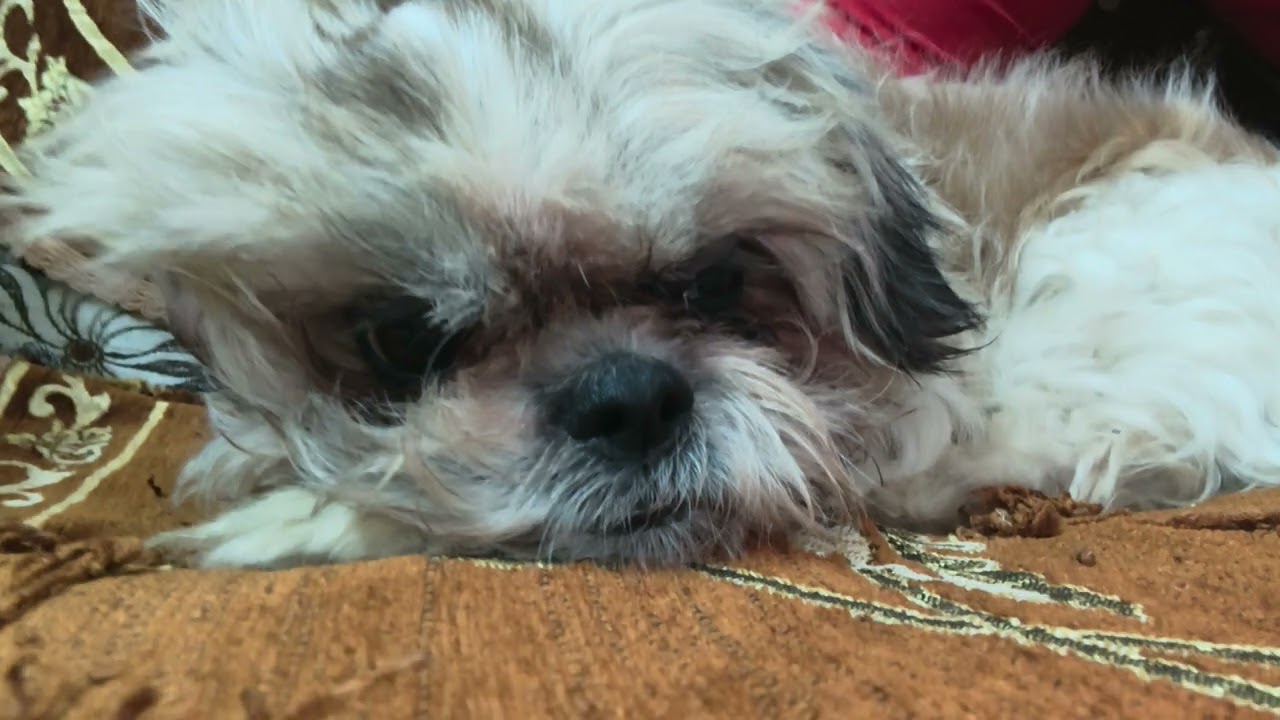 Our new guest shihtju dog 🐕🐕|| first vlog with this cute 🥰 