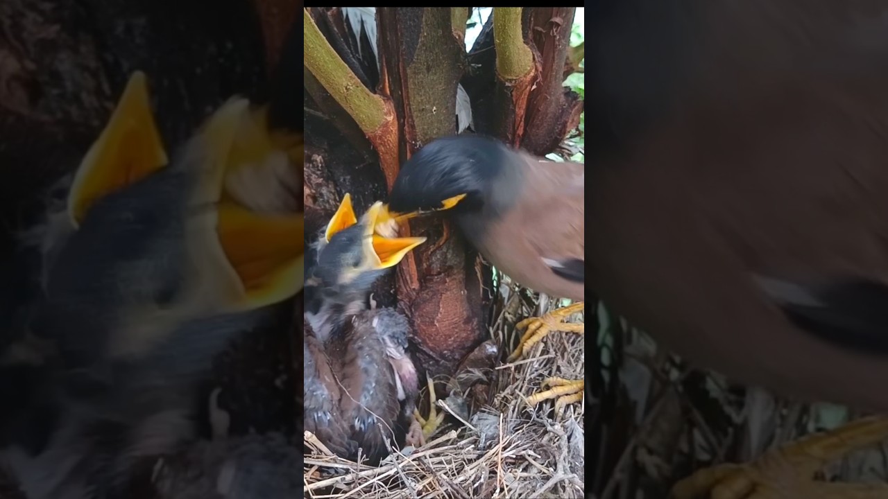 Loving Myna Mom Feeding Crying Babies baby Myna Birds Hungry (p3) 