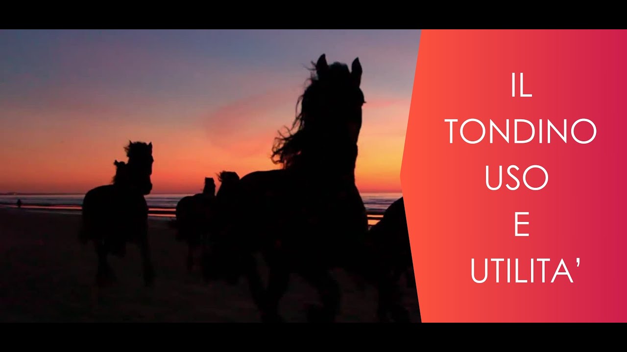 ♘ Cavalli || Tondino || Uso e Utilità e Costruzione